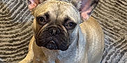 Mommas joined the competition — help win amazing prizes! dog, french_bulldog, puppy, pet, animal, ears, sitting, indoor, floor, rug, tile, looking, cute, canine, companion, adorable, young, fur, nose, paw