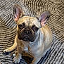dog, french_bulldog, puppy, pet, animal, ears, sitting, indoor, floor, rug, tile, looking, cute, canine, companion, adorable, young, fur, nose, paw