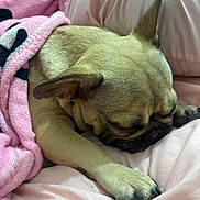 Mommas is registered to the contest to win money with this photo: dog, sleeping, blanket, pink, cushion, pet, cozy, resting, fur, paw, indoor, cute, relax, animal, soft, snout, ear, comfort, home, nap