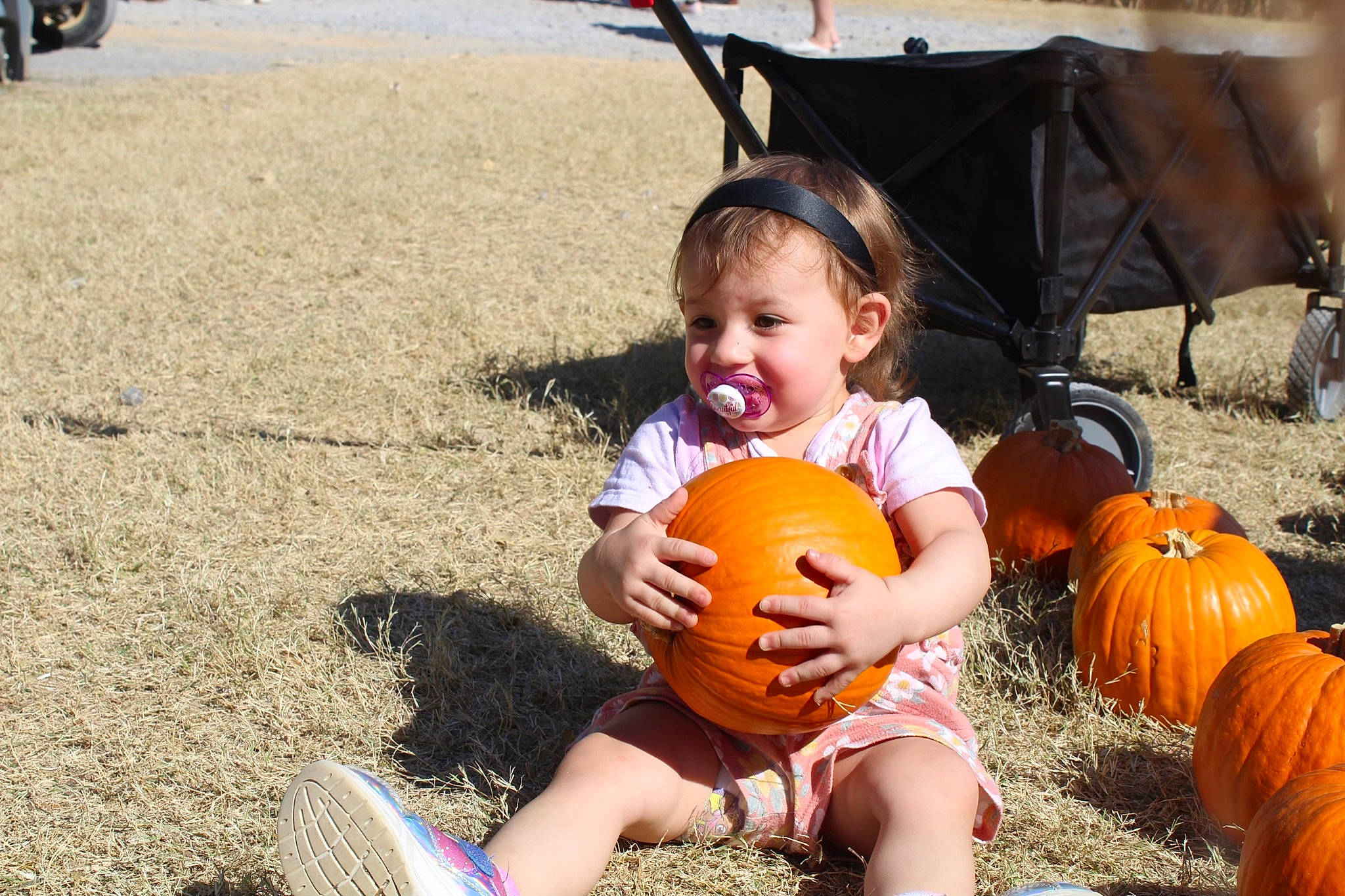 Kylee joined the competition — help win amazing prizes! ball, calabaza, child, cucurbita, fun, gourd, grass, happy, head, joy, leisure, natural_foods, people_in_nature, person, plant, pumpkin, sitting, squash, toddler, tree