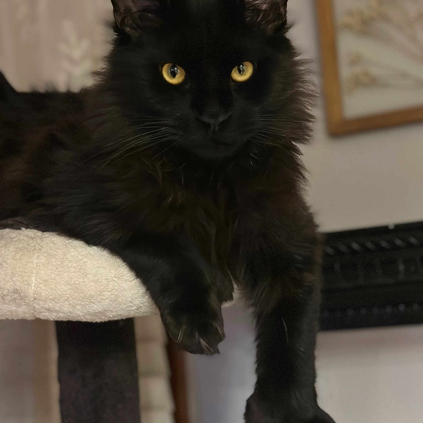 Ozzy joined the competition — help win amazing prizes! abyssinian, angora, animal, art, blackcat, cat, couch, furniture, kitten, manx, painting, pet