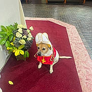 Olive Oil is registered to the contest to win money with this photo: dog, costume, pope_hat, red_carpet, flowers, indoor, church, plant, decor, animal, pet, white, green, yellow, brown, floor, sitting, solemn, religious, ceremony