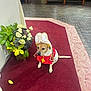 dog, costume, pope_hat, red_carpet, flowers, indoor, church, plant, decor, animal, pet, white, green, yellow, brown, floor, sitting, solemn, religious, ceremony
