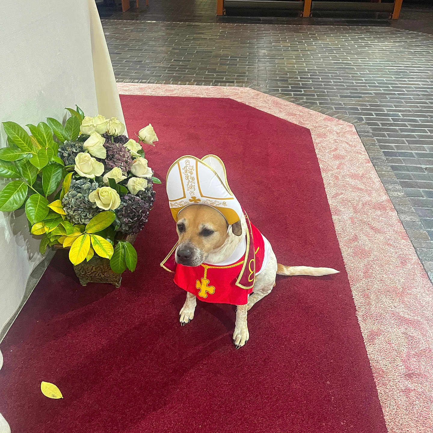 Olive Oil is registered to the contest to win money with this photo: animal, brown, ceremony, church, costume, decor, dog, floor, flowers, green, indoor, pet, plant, pope_hat, red_carpet, religious, sitting, solemn, white, yellow