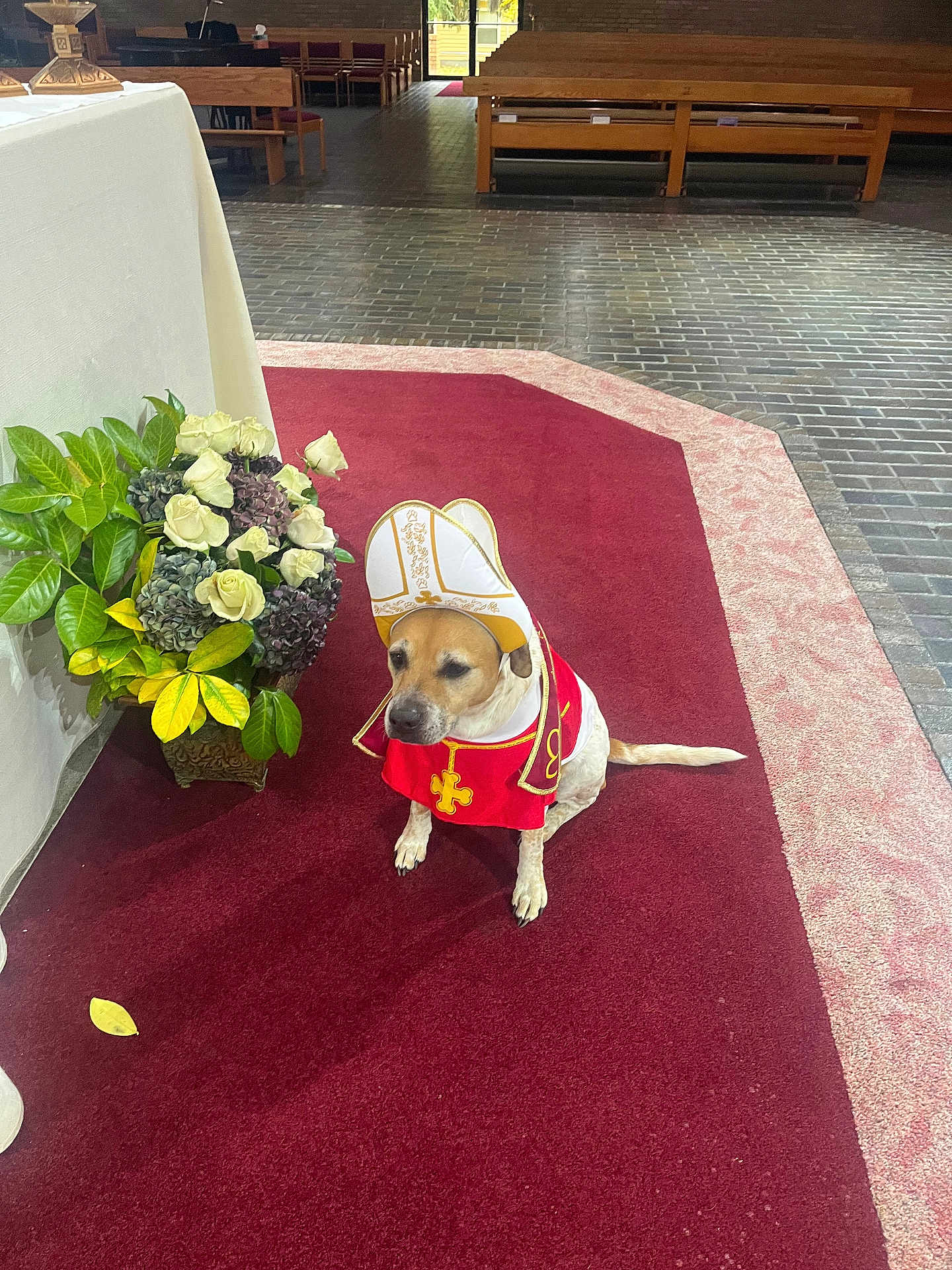 Olive Oil is registered to the contest to win money with this photo: dog, costume, pope_hat, red_carpet, flowers, indoor, church, plant, decor, animal, pet, white, green, yellow, brown, floor, sitting, solemn, religious, ceremony