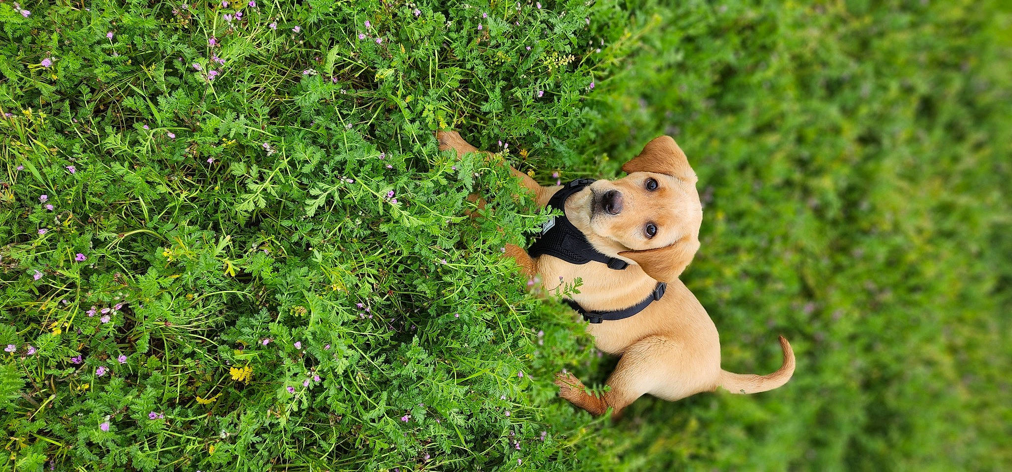 Rusty is registered to the contest to win money with this photo: annual_plant, carnivore, collar, companion_dog, dog, dog_breed, dog_clothes, dog_collar, fawn, grass, groundcover, hat, herb, paw, plant, shrub, snout, sporting_group, tail, terrestrial_animal