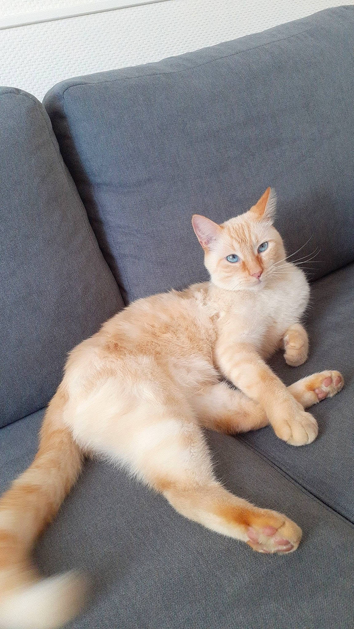 Blondy a rejoint le concours — aidez-le/la à gagner de superbes lots ! carnivore, cat, claw, comfort, couch, domestic_short_haired_cat, fawn, felidae, foot, fur, paw, sitting, sleeper_chair, small_to_medium_sized_cats, snout, tail, terrestrial_animal, throw_pillow, whiskers