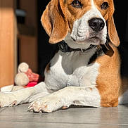 Targa participe au concours pour gagner de l'argent avec cette photo : animal, beagle, black, brown, canine, closeup, collar, cute, dog, domestic, ears, fur, indoor, laying_down, paw, pet, portrait, sunlight, tile_floor, white