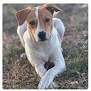 Ruby Chewsday joined the competition — help win amazing prizes! dog, pet, outdoor, grass, brown_and_white, portrait, closeup, animal, paws_crossed, ears, eyes, muzzle, snout, nose, fur, sitting, ground, shallow_depth_of_field, bokeh, attentive