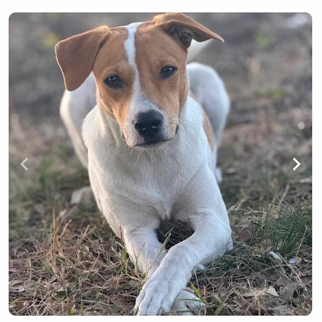 Ruby Chewsday joined the competition — help win amazing prizes! animal, attentive, bokeh, brown_and_white, closeup, dog, ears, eyes, fur, grass, ground, muzzle, nose, outdoor, paws_crossed, pet, portrait, shallow_depth_of_field, sitting, snout