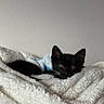 Mr. Mittens is registered to the contest to win money with this photo: animal, black_and_white, blanket, cat, comfort, cozy, cute, ears, fur, fur_clothing, indoor, kitten, pet, relaxing, resting, sleepy, soft, texture, wall, whiskers