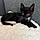 Mr. Mittens