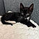 Mr. Mittens