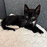 Mr. Mittens joined the competition — help win amazing prizes! animal, black_and_white, cat, couch, cozy, curious, cute, domestic, feline, fluffy_blanket, fur, indoor, kitten, pet, resting, small, tuxedo_cat, whiskers, wide_eyes, young