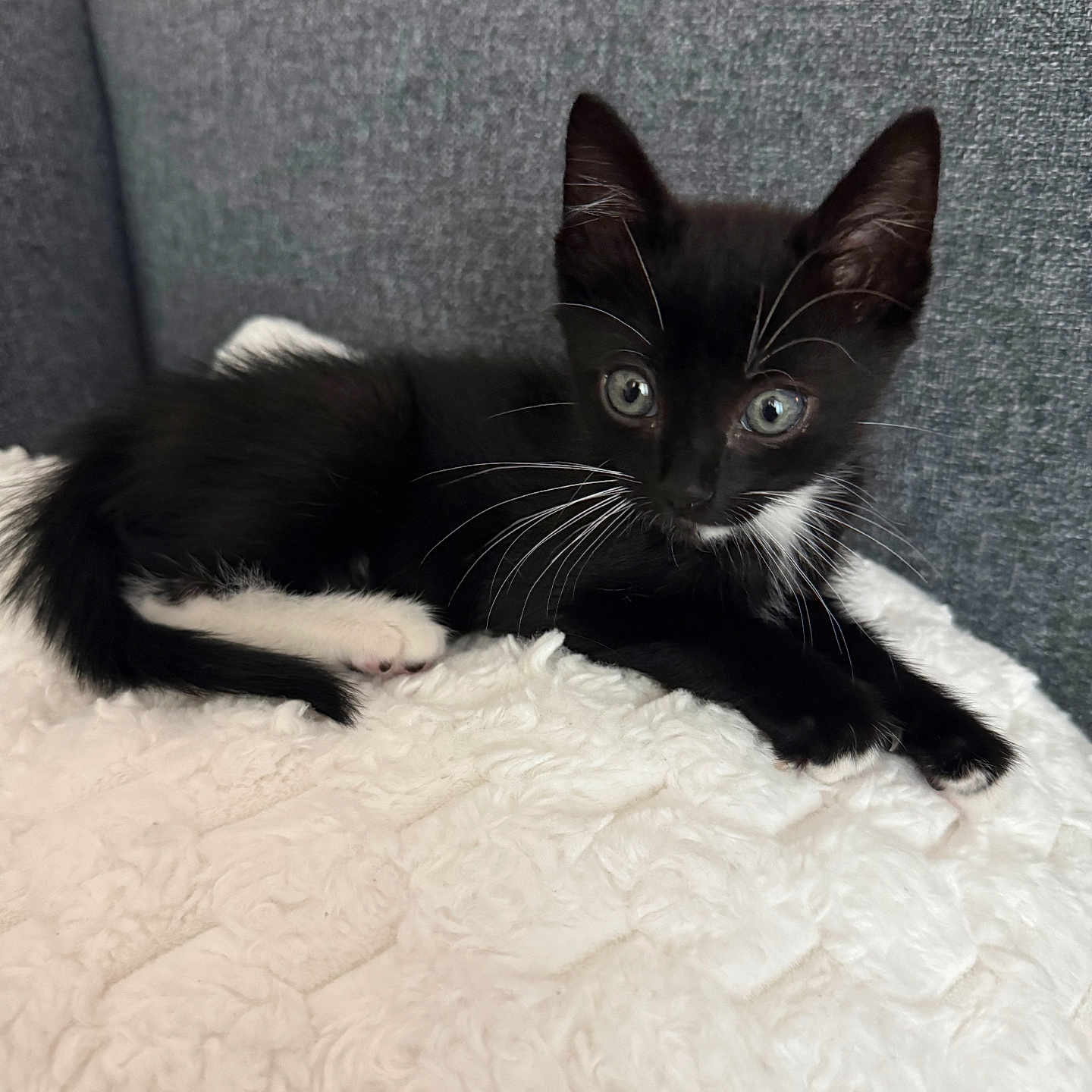 Mr. Mittens