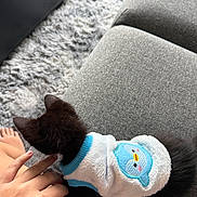Mr. Mittens joined the competition — help win amazing prizes! animal, bare_feet, black_cat, companion, couch, cozy, cute, furry, gray_furniture, hand, home, indoor, kitten, penguin_patch, pet, relaxation, resting, rug, soft_texture, sweater
