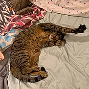 Harry joined the competition — help win amazing prizes! cat, tabby_cat, stretching, bed, blanket, stuffed_animal, indoor, sleeping, feline, paw, striped, cozy, fur, resting, cute, pet, mammal, relaxing, domestic_animal, comfortable