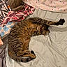 cat, tabby_cat, stretching, bed, blanket, stuffed_animal, indoor, sleeping, feline, paw, striped, cozy, fur, resting, cute, pet, mammal, relaxing, domestic_animal, comfortable
