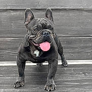 Emilio is registered to the contest to win money with this photo: dog, french_bulldog, tongue_out, pet, animal, happy, standing, wooden_background, close_up, outdoor, canine, playful, fur, ears, paws, nose, friendly, cute, portrait, smiling