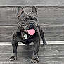 dog, french_bulldog, tongue_out, pet, animal, happy, standing, wooden_background, close_up, outdoor, canine, playful, fur, ears, paws, nose, friendly, cute, portrait, smiling