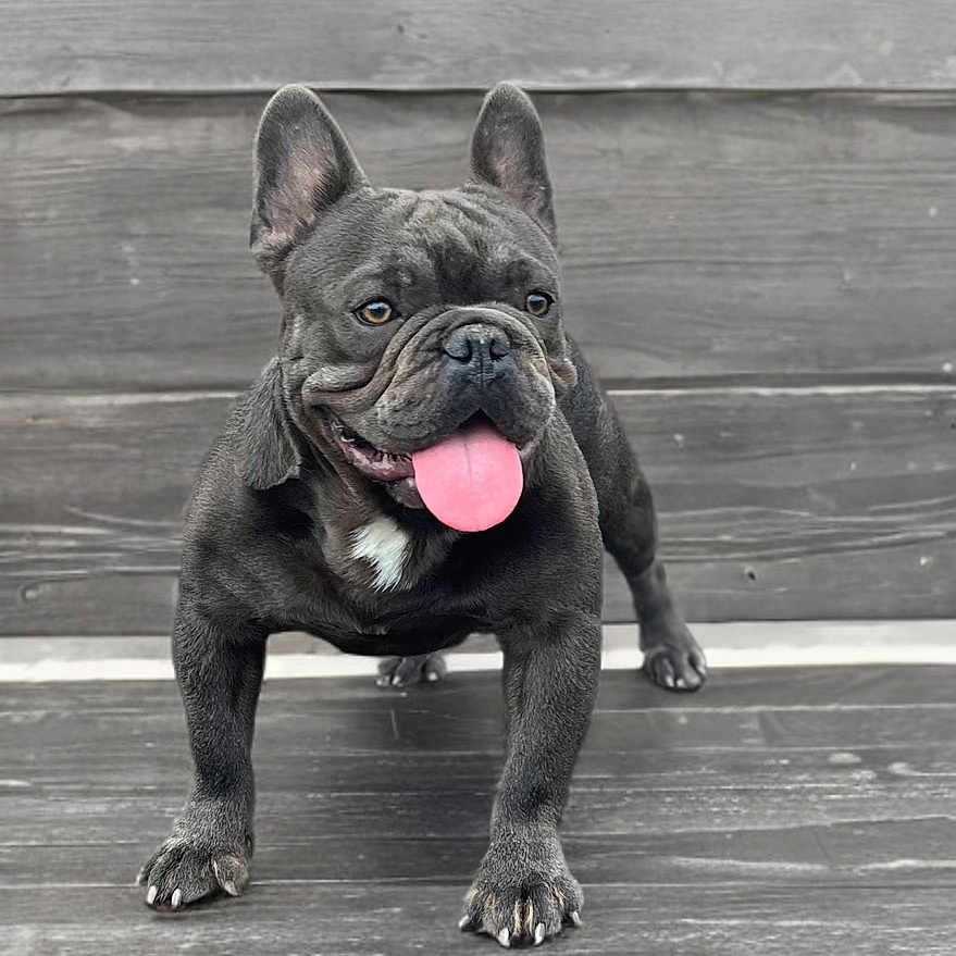Emilio is registered to the contest to win money with this photo: animal, canine, close_up, cute, dog, ears, french_bulldog, friendly, fur, happy, nose, outdoor, paws, pet, playful, portrait, smiling, standing, tongue_out, wooden_background