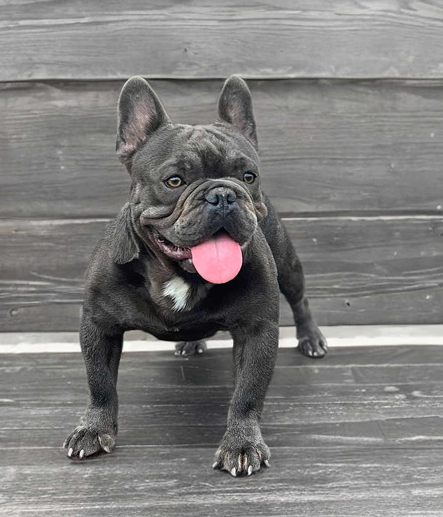 Emilio is registered to the contest to win money with this photo: dog, french_bulldog, tongue_out, pet, animal, happy, standing, wooden_background, close_up, outdoor, canine, playful, fur, ears, paws, nose, friendly, cute, portrait, smiling