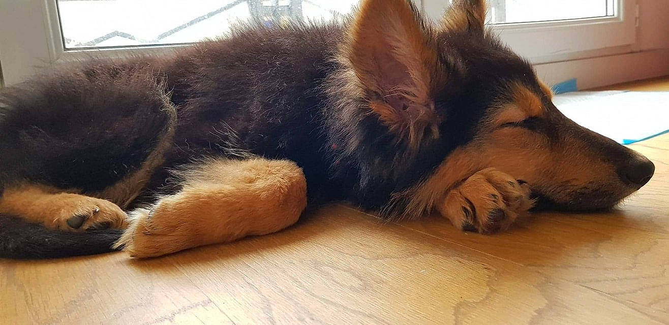 Pastel participe au concours pour gagner de l'argent avec cette photo : bohemian_shepherd, canidae, carnivore, companion_dog, dog, dog_breed, german_shepherd_dog, king_shepherd, kunming_wolfdog, mammal, old_german_shepherd_dog, paw, rare_breed_dog, snout, tervuren, vertebrate, wolfdog