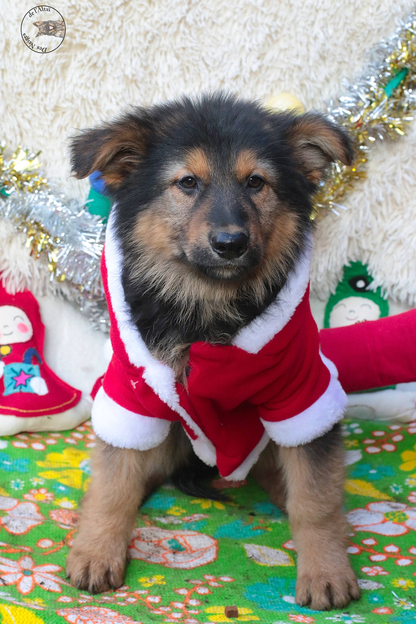 Pastel a rejoint le concours — aidez-le/la à gagner de superbes lots ! canidae, carnivore, christmas, companion_dog, dog, dog_breed, dog_clothes, fawn, mammal, puppy, rare_breed_dog, sporting_group