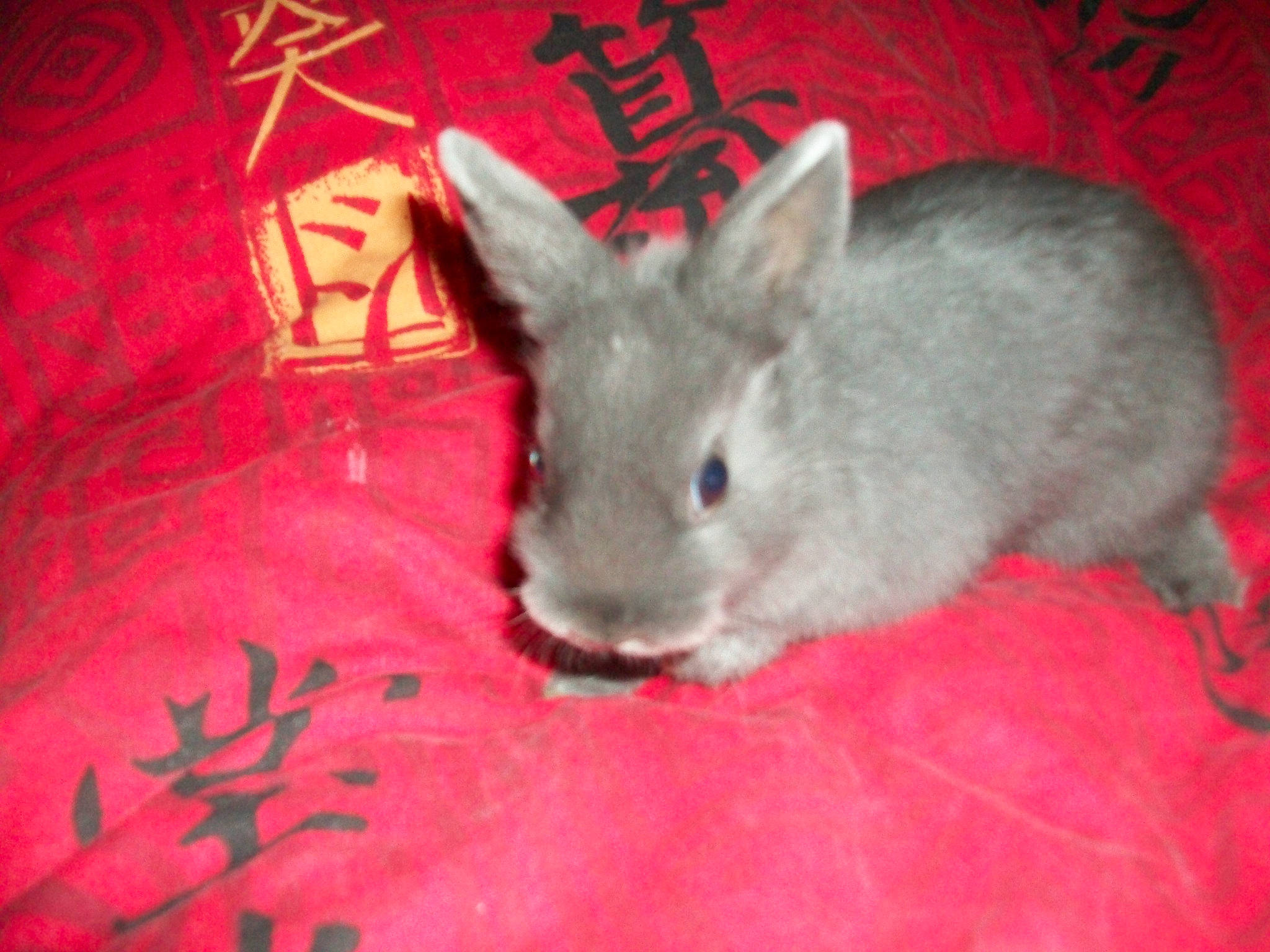 Angel a rejoint le concours — aidez-le/la à gagner de superbes lots ! degu, domestic_rabbit, ear, fawn, hare, mammal, rabbit, rabbits_and_hares, rodent, skin, snout, tail, vertebrate, whiskers, wood_rabbit