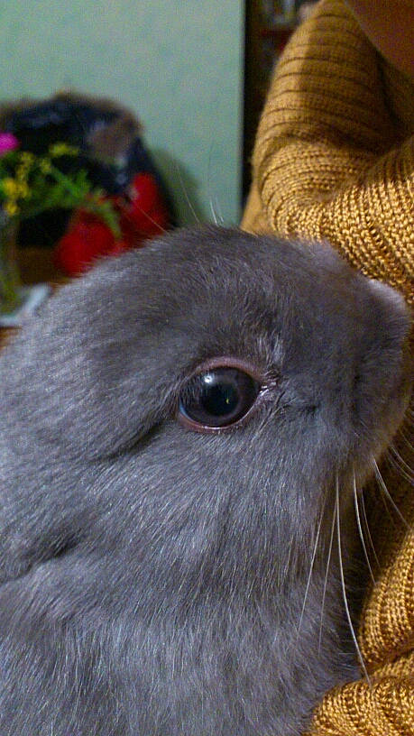 Angel a rejoint le concours — aidez-le/la à gagner de superbes lots ! domestic_rabbit, fawn, rabbit, rabbits_and_hares, whiskers