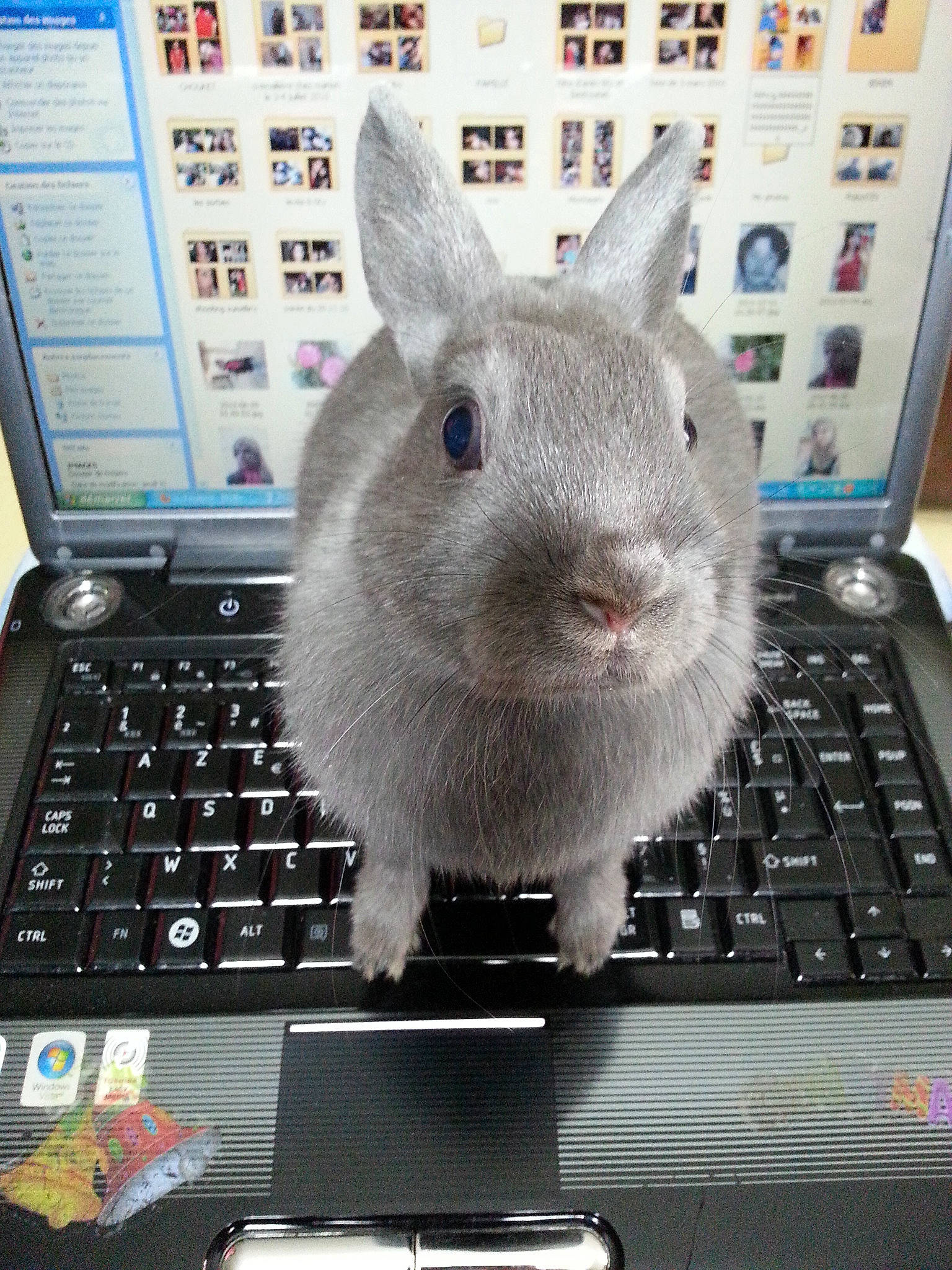 Angel participe au concours pour gagner de l'argent avec cette photo : computer, computer_keyboard, domestic_rabbit, electronic_device, laptop, rabbit, rabbits_and_hares, snout, technology, whiskers