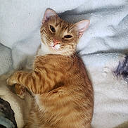 Rango is registered to the contest to win money with this photo: cat, orange_tabby, feline, pet, animal, fur, whiskers, ears, paws, relaxed, cozy, blanket, soft, striped, cute, resting, indoor, sleepy, comfort, mammal