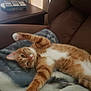 cat, orange_tabby, stretching, blanket, couch, furniture, table, tic_tac_toe, indoor, pet, relaxed, cozy, fur, whiskers, paws, curious, soft_lighting, brown, white, resting
