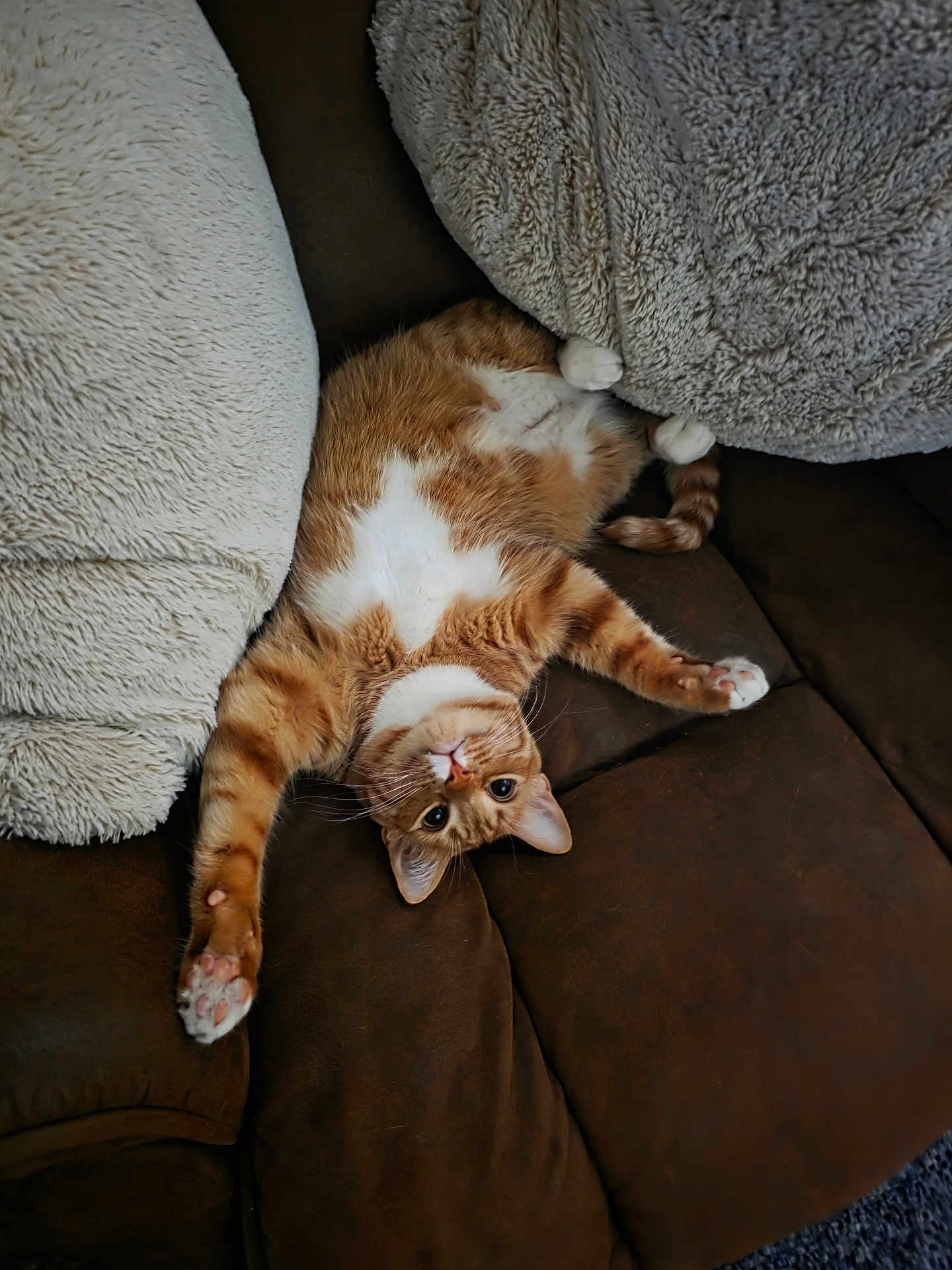 Rango joined the competition — help win amazing prizes! cat, ginger_cat, white_fur, stretching, relaxed, couch, brown_couch, fluffy_pillows, indoor, pet, feline, whiskers, paws, fur, cozy, resting, home, cute, animal, sleepy