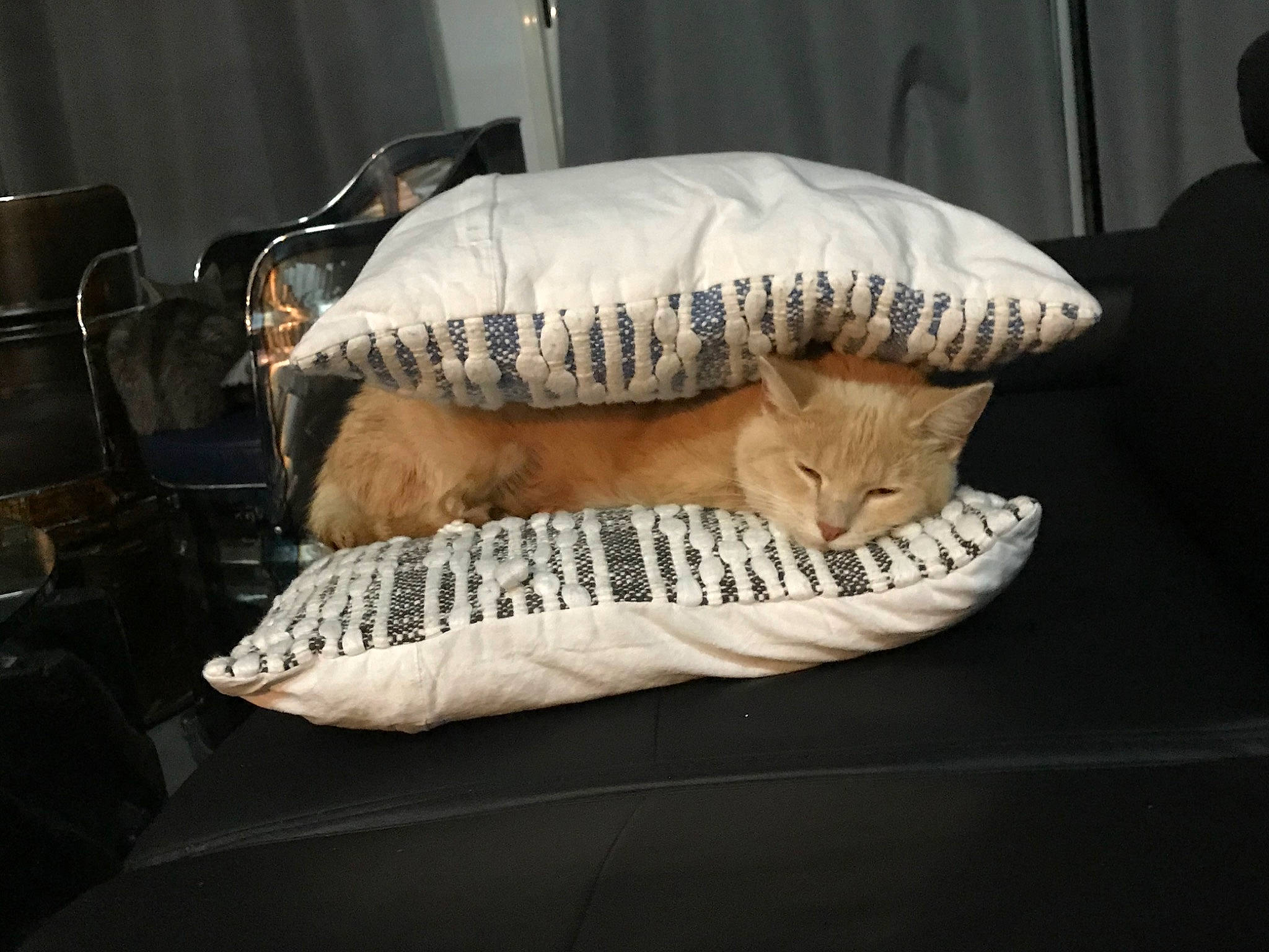 Crème a rejoint le concours — aidez-le/la à gagner de superbes lots ! canidae, carnivore, cat, felidae, fur, jaw, nap