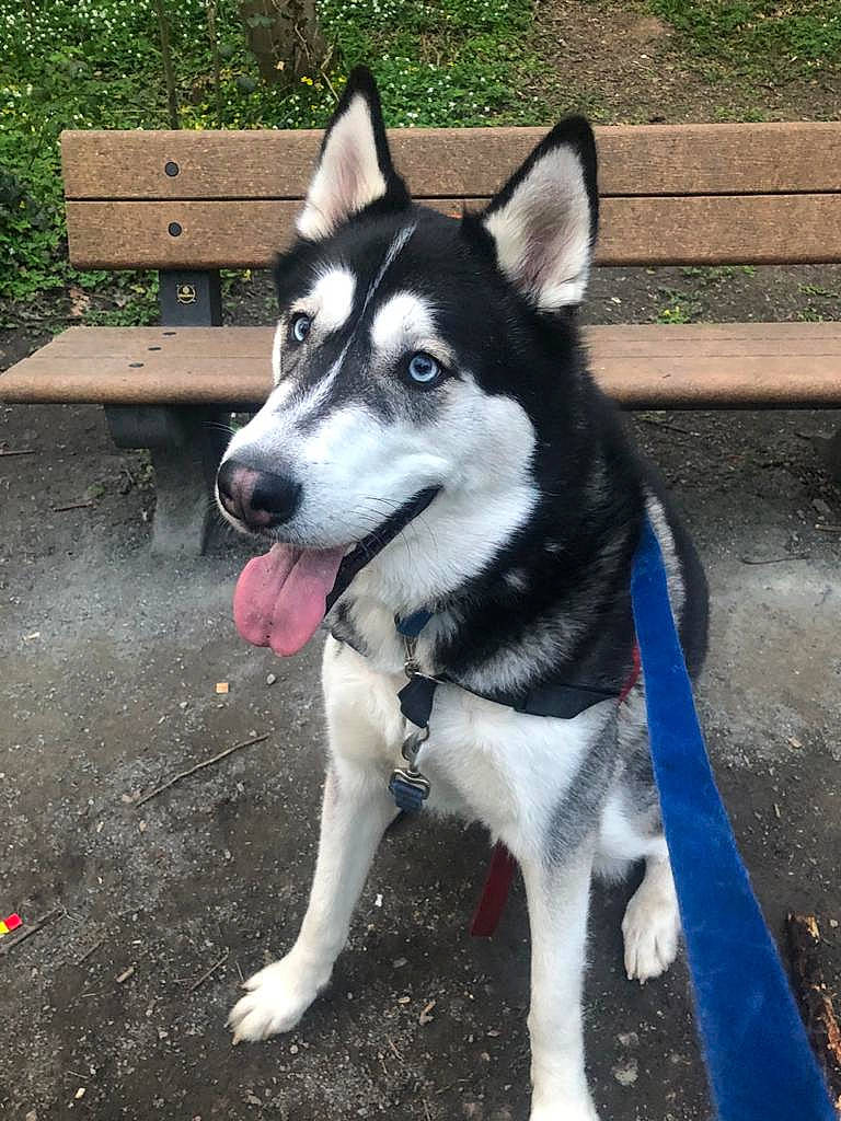 Thor joined the competition — help win amazing prizes! alaskan_klee_kai, alaskan_malamute, canadian_eskimo_dog, canidae, carnivore, dog, dog_breed, east_siberian_laika, jamthund, labrador_husky, mammal, miniature_siberian_husky, native_american_indian_dog, northern_inuit_dog, sakhalin_husky, seppala_siberian_sleddog, siberian_husky, sled_dog, tamaskan_dog, vertebrate