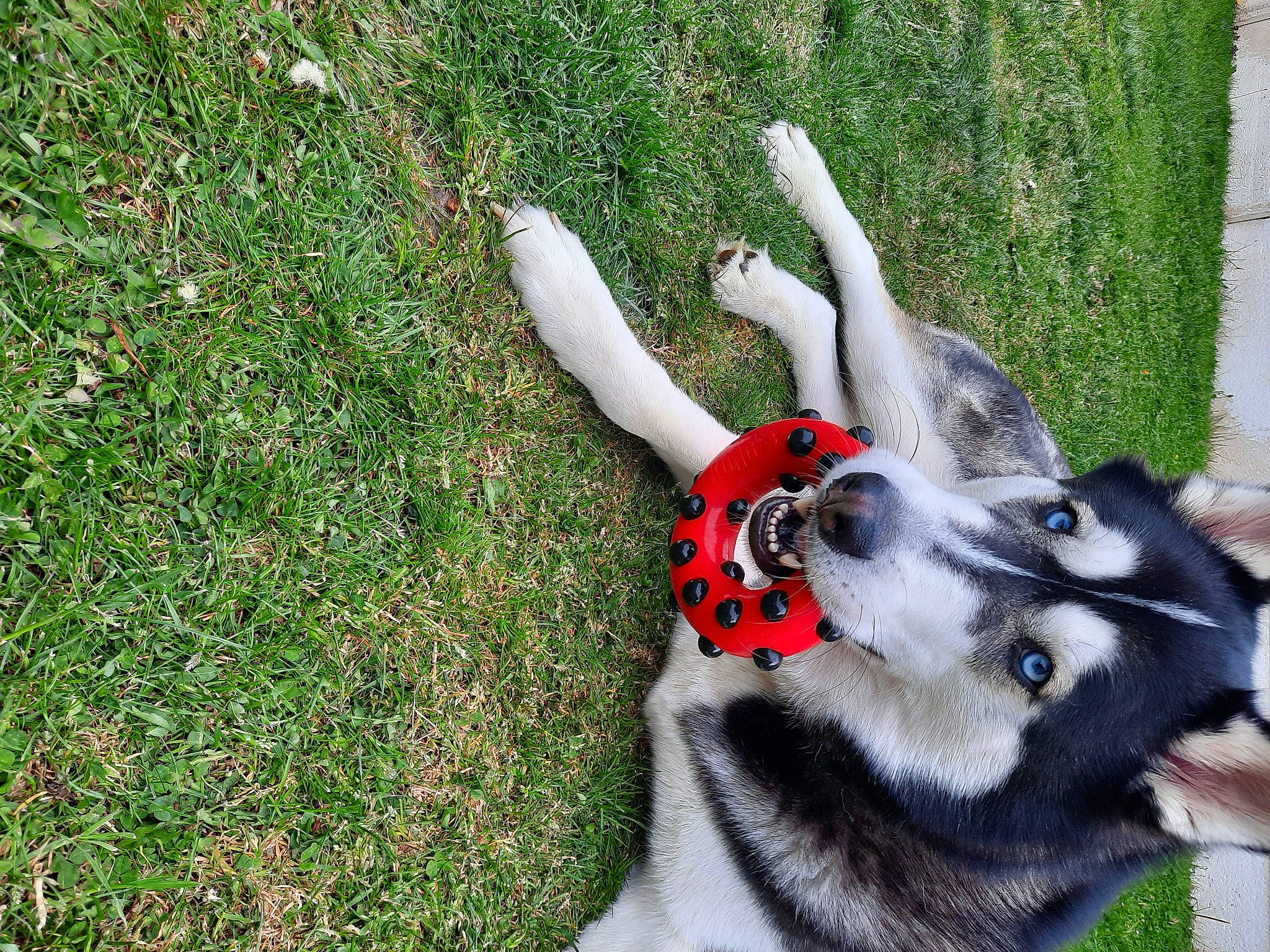 Thor is registered to the contest to win money with this photo: alaskan_klee_kai, alaskan_malamute, canidae, carnivore, dog, dog_breed, grass, miniature_siberian_husky, northern_inuit_dog, plant, siberian_husky, sled_dog, tail, wolfdog