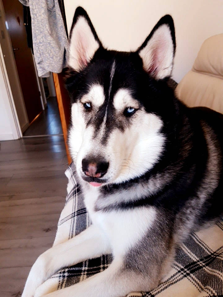 Thor is registered to the contest to win money with this photo: alaskan_klee_kai, alaskan_malamute, canadian_eskimo_dog, canidae, carnivore, dog, dog_breed, east_siberian_laika, mammal, miniature_siberian_husky, native_american_indian_dog, northern_inuit_dog, sakhalin_husky, seppala_siberian_sleddog, siberian_husky, sled_dog, snout, tamaskan_dog, vertebrate, wolfdog