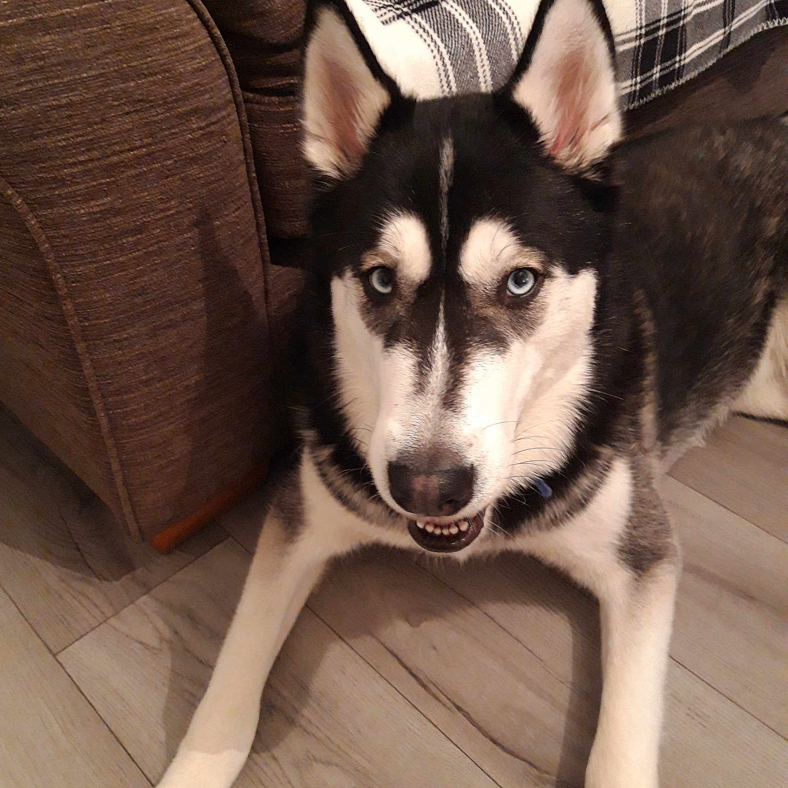 Thor is registered to the contest to win money with this photo: alaskan_klee_kai, alaskan_malamute, canadian_eskimo_dog, canidae, carnivore, dog, dog_breed, east_siberian_laika, labrador_husky, mammal, miniature_siberian_husky, native_american_indian_dog, northern_inuit_dog, sakhalin_husky, seppala_siberian_sleddog, siberian_husky, sled_dog, tamaskan_dog, vertebrate, wolfdog