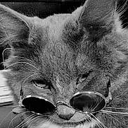 The Nerd is registered to the contest to win money with this photo: cat, feline, glasses, sunglasses, close_up, whiskers, fur, face, ears, black_and_white, pet, animal, cute, portrait, cool, fashion, eyewear, muzzle, mustache, domestic_cat