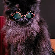 Missy is registered to the contest to win money with this photo: cat, black_cat, fluffy, sunglasses, pet, animal, cute, feline, portrait, indoor, fur, whiskers, sitting, attitude, dark_background, round_glasses, close_up, cute_pet, domestic_cat, stylish