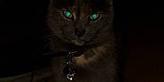 Pocahontas joined the competition — help win amazing prizes! cat, animal, pet, dark, glowing_eyes, collar, charm, indoor, floor, feline, mystery, night, whiskers, ears, portrait, shadow, domestic_cat, cute, closeup, eyes