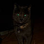 animal, cat, charm, closeup, collar, cute, dark, domestic_cat, ears, eyes, feline, floor, glowing_eyes, indoor, mystery, night, pet, portrait, shadow, whiskers