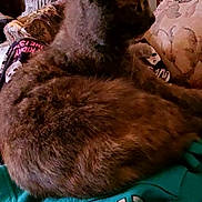 Pocahontas is registered to the contest to win money with this photo: cat, tabby_cat, orange_cat, couch, indoor, person, lap, clothing, patterned_fabric, furniture, relaxing, pet, animal, cozy, home, blurred_background, knitted_blanket, sitting, resting, domestic