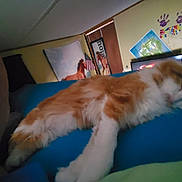 Einstein joined the competition — help win amazing prizes! cat, orange_cat, white_cat, sleeping, indoor, bed, poster, horse, wall, handprints, blue_surface, cozy, relaxed, pet, animal, feline, domestic, fur, resting, room