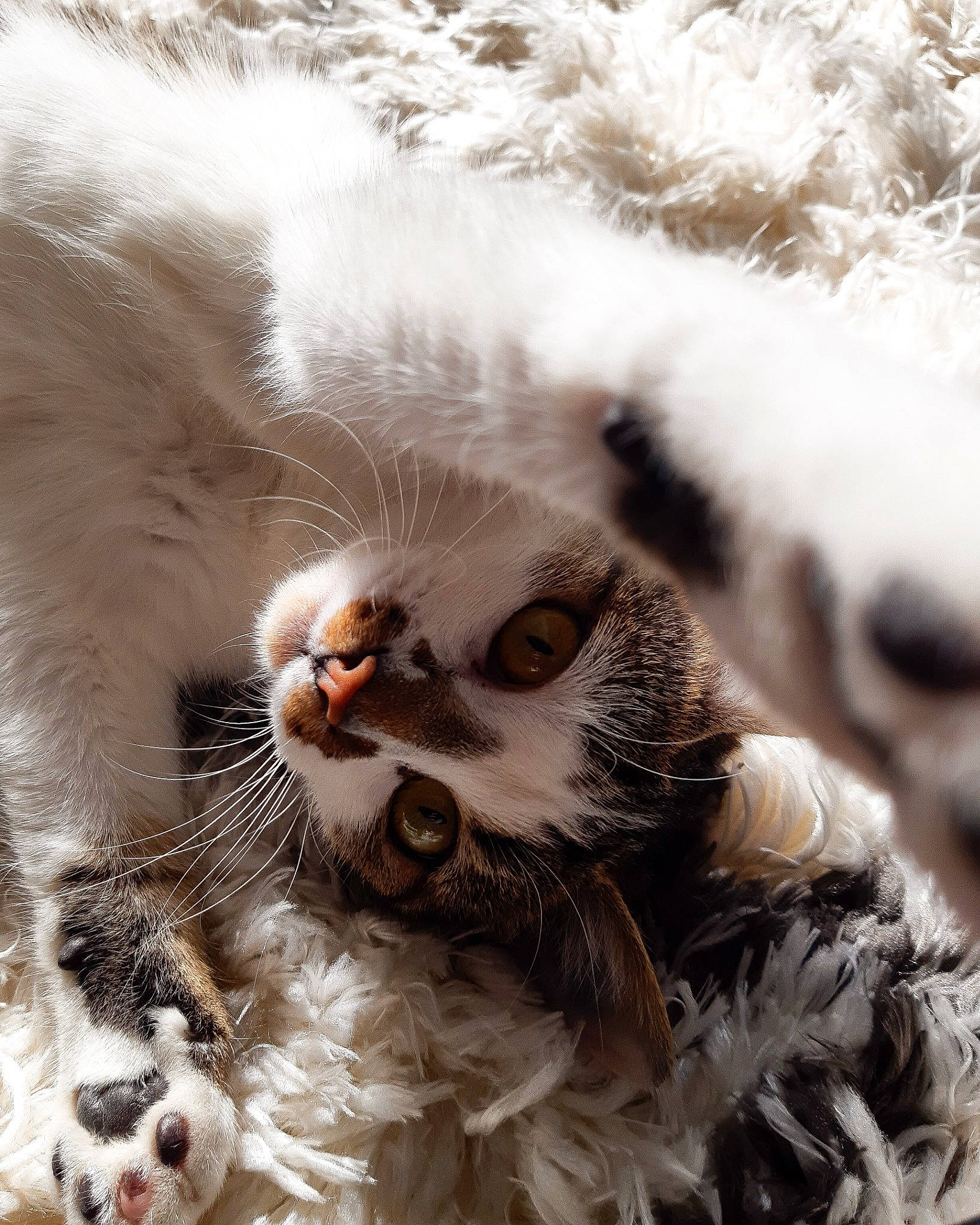 Rhéía a rejoint le concours — aidez-le/la à gagner de superbes lots ! carnivore, cat, claw, companion_dog, dog_breed, fawn, feather, felidae, fur, grass, mammal, paw, small_to_medium_sized_cats, snout, tail, terrestrial_animal, toy, vertebrate, whiskers, white