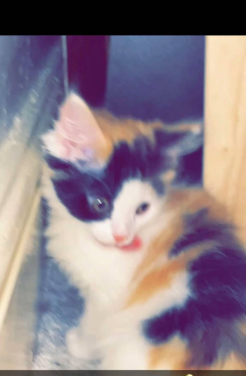 Coco is registered to the contest to win money with this photo: carnivore, cat, domestic_short_haired_cat, electric_blue, eye, felidae, fur, head, iris, paw, photo_caption, rectangle, sky, small_to_medium_sized_cats, snout, square, tail, whiskers, window, wood