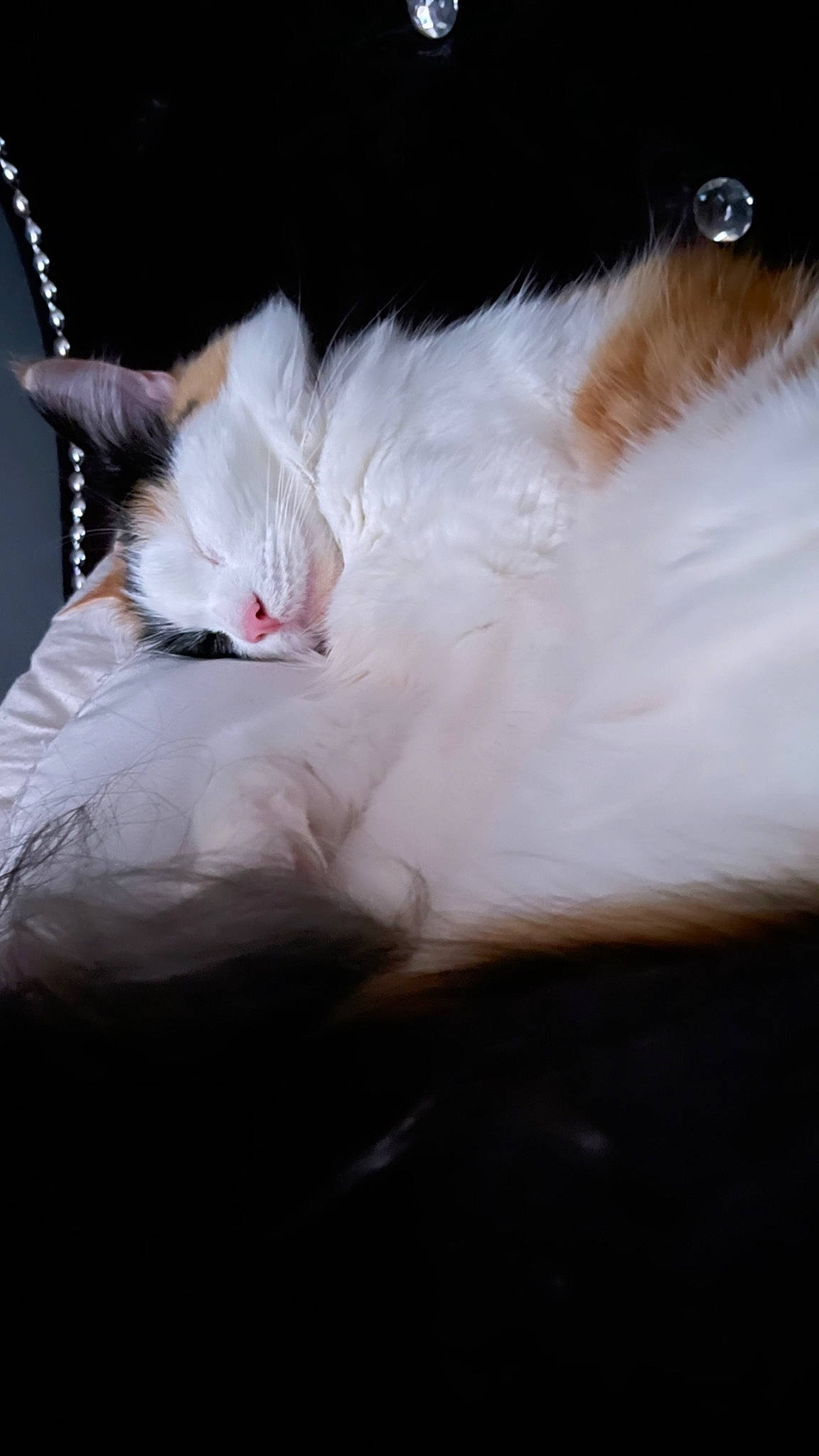 Coco joined the competition — help win amazing prizes! bed, bed_sheet, carnivore, cat, claw, comfort, couch, darkness, domestic_short_haired_cat, fawn, felidae, fur, linens, nap, paw, ragdoll, small_to_medium_sized_cats, snout, tail, whiskers