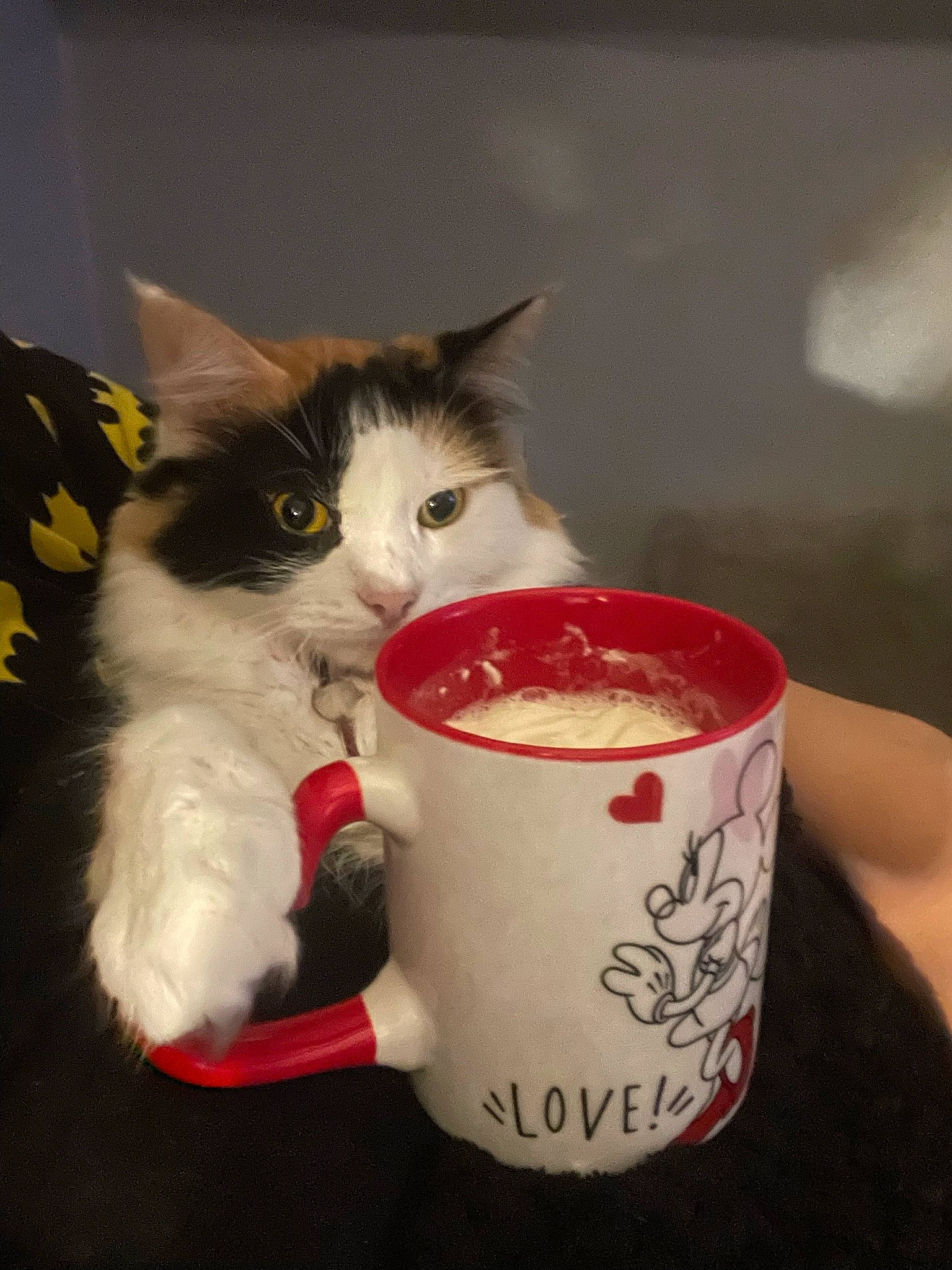 Coco joined the competition — help win amazing prizes! carmine, carnivore, cat, cat_supply, coffee_cup, comfort_food, cup, domestic_short_haired_cat, drink, drinking, drinkware, felidae, ingredient, mug, porcelain, serveware, small_to_medium_sized_cats, tail, whiskers