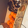 Michka participe au concours pour gagner de l'argent avec cette photo : animal, box, calico_cat, cat, container, cozy, curious, cute, domestic_cat, floor_tiles, fruit, home, indoor, kitchen, looking_up, orange, orange_fruit, pet, still_life, wooden_crate